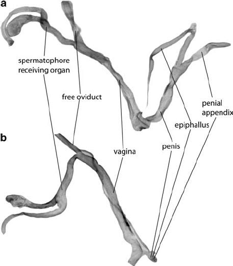 hermaphrodite diagram